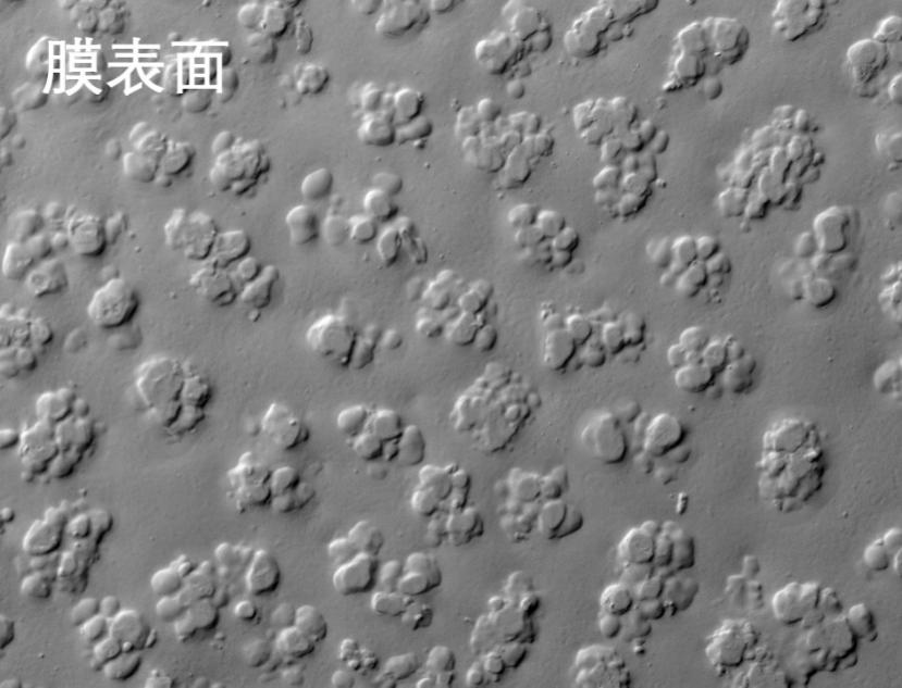 PT游戏烧结管式膜电镜照片